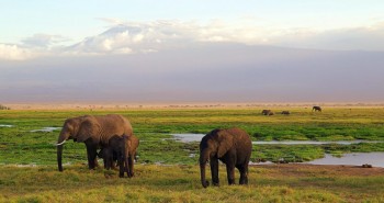 Nos conseils pour bien réussir sont premier safari au Kenya